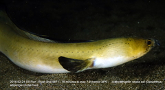 Ophichthus altipennis