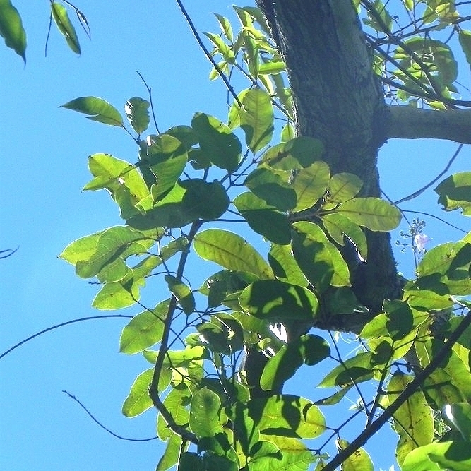 Protium heptaphyllum