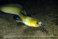Ophichthus altipennis