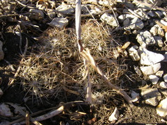 Escobaria missouriensis