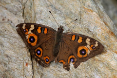 Junonia villida calybe