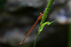 Agriocnemis exsudans