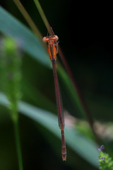 Agriocnemis exsudans