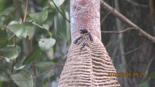 Synoeca cyanea