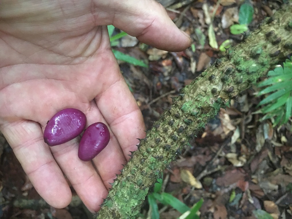 Guilandina robusta