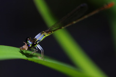 Agriocnemis exsudans