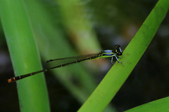 Agriocnemis exsudans