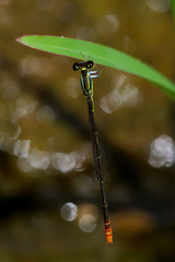 Agriocnemis exsudans