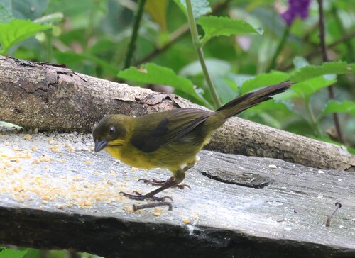 Dusky-headed Brushfinch (Atlapetes fuscoolivaceus), photo 3