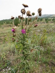 Carduus nutans leiophyllus