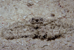 Aulacolambrus hoplonotus