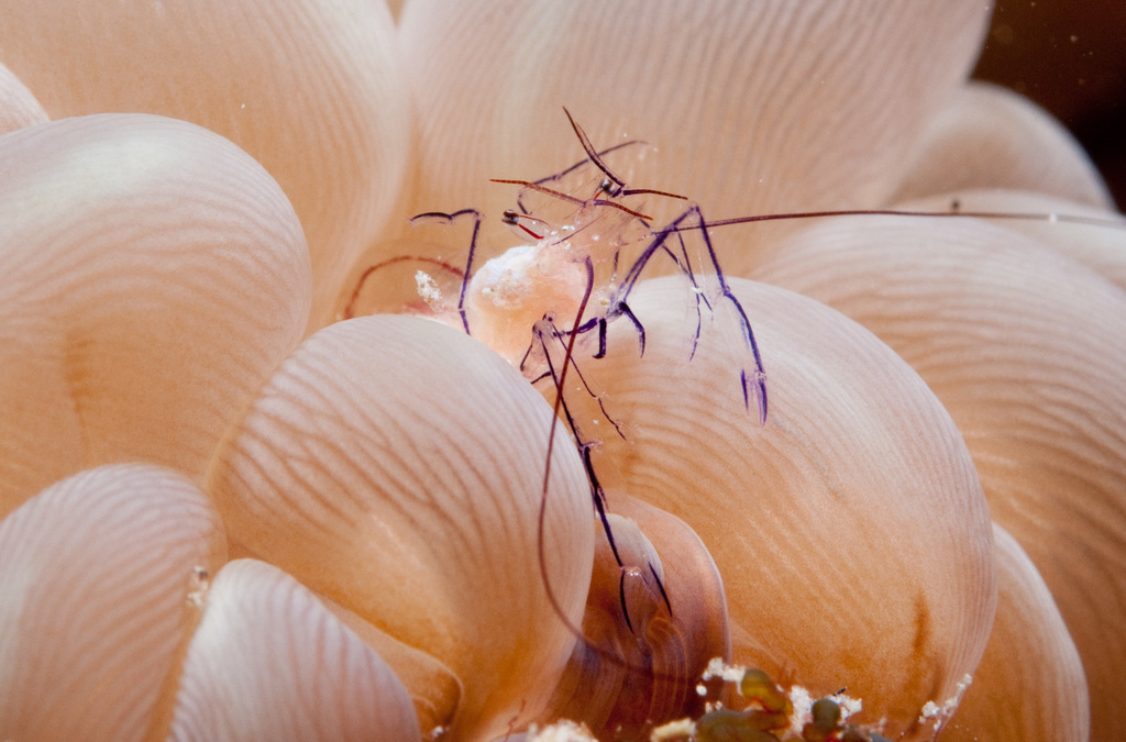 Bubble Coral Shrimp