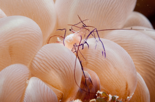 Vir philippinensis Bruce & Svoboda, 1984