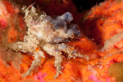 Cyclocoeloma tuberculatum