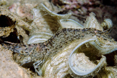 Heteropenaeus longimanus