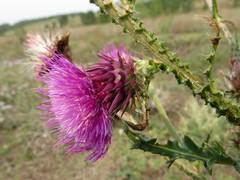 Carduus nutans leiophyllus