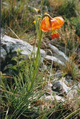 Lilium pomponium