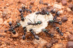 Iridomyrmex viridiaeneus