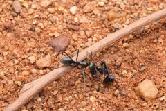 Iridomyrmex viridiaeneus