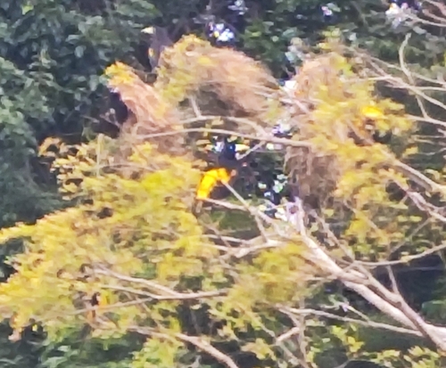Yellow-rumped Cacique (Cacicus cela), photo 6