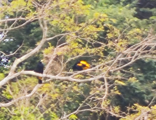 Yellow-rumped Cacique (Cacicus cela), photo 7
