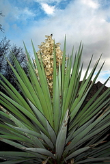 Yucca madrensis