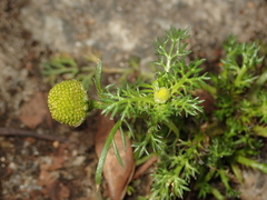 Matricaria discoidea