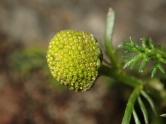 Matricaria discoidea