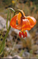 Lilium pomponium