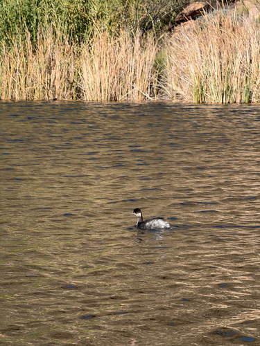 iNaturalist: (c) Austin Li, some rights reserved (CC BY-NC), uploaded by Austin Li iNaturalist image