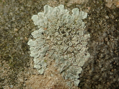 Protoparmeliopsis muralis