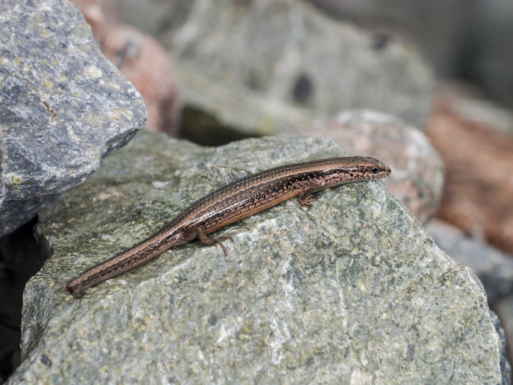 Asymblepharus alaicus