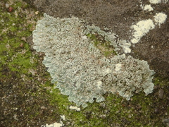 Protoparmeliopsis muralis