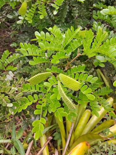 Paubrasilia (Paubrasilia echinata)