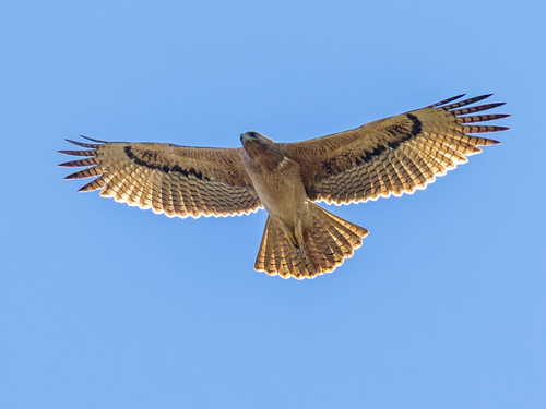 Bonelli's Eagle, photo 8 of 8