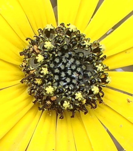 Creeping Paraseed (Ursinia chrysanthemoides)