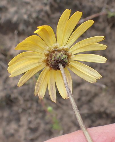 Ursinia chrysanthemoides, photograph 5