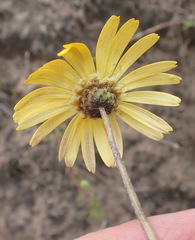 (c) Nicola van Berkel, some rights reserved (CC BY-SA) Ursinia chrysanthemoides, photograph (c) Nicola van Berkel, some rights reserved (CC BY-SA)