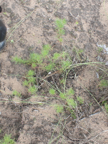 Ursinia chrysanthemoides, photograph 6