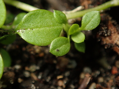 Stellaria media