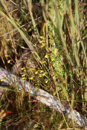Yellow Heath (Erica campanularis)