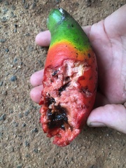 Melodinus australis