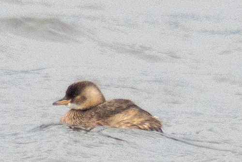 iNaturalist: (c) polarbearbird, some rights reserved (CC BY-NC), uploaded by polarbearbird iNaturalist image