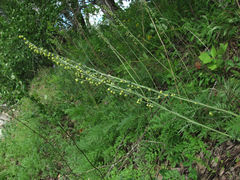 Artemisia tanacetifolia