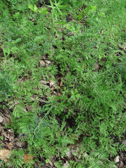 Artemisia tanacetifolia