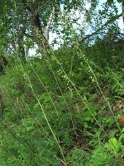 Artemisia tanacetifolia