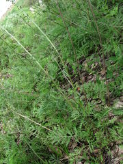 Artemisia tanacetifolia