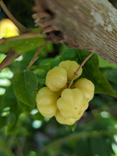 Tahitian Gooseberry Tree (Phyllanthus acidus)