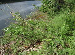 Artemisia tanacetifolia
