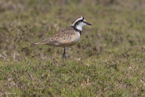 iNaturalist image